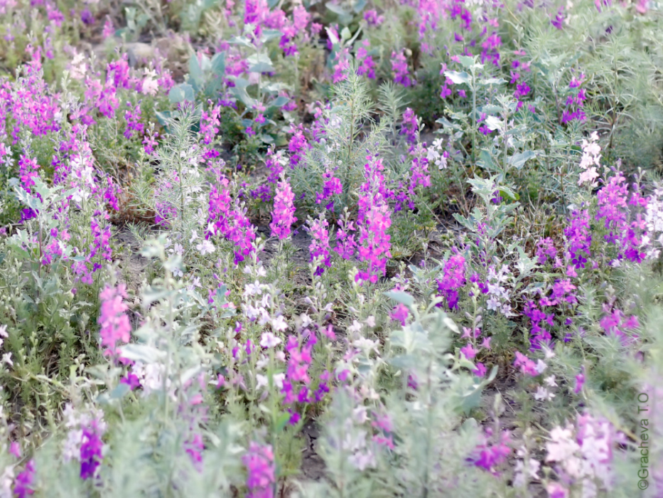 Изображение особи Delphinium hispanicum.