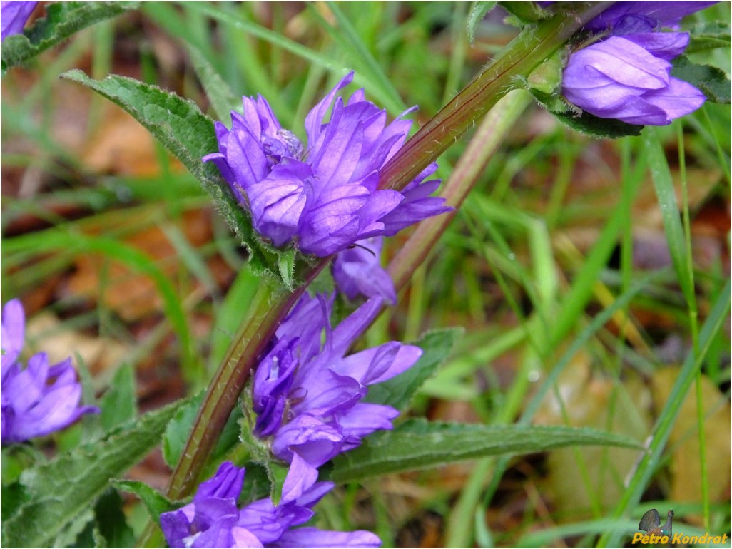 Изображение особи Campanula glomerata.