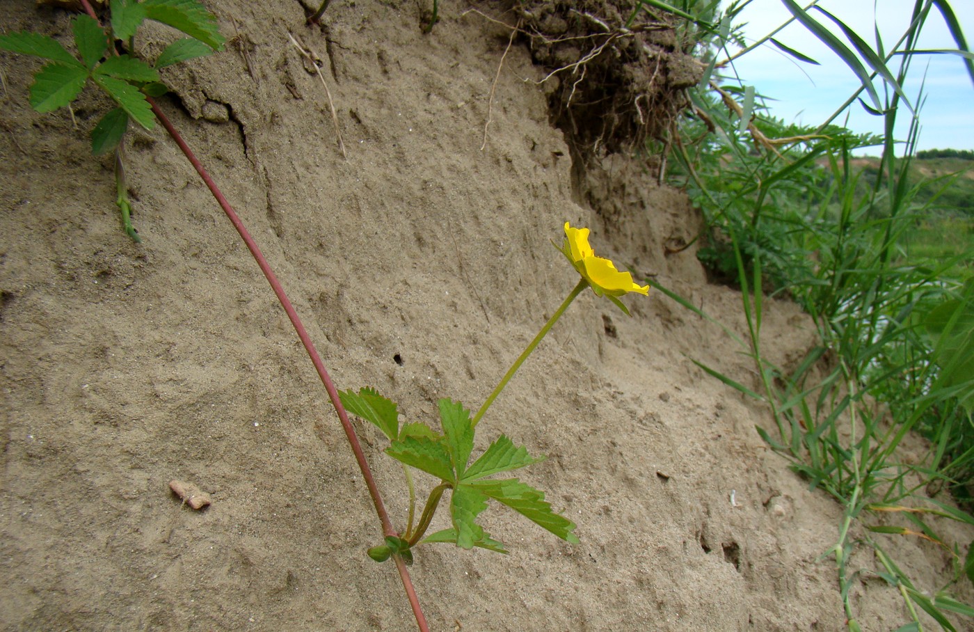 Image of Potentilla reptans specimen.