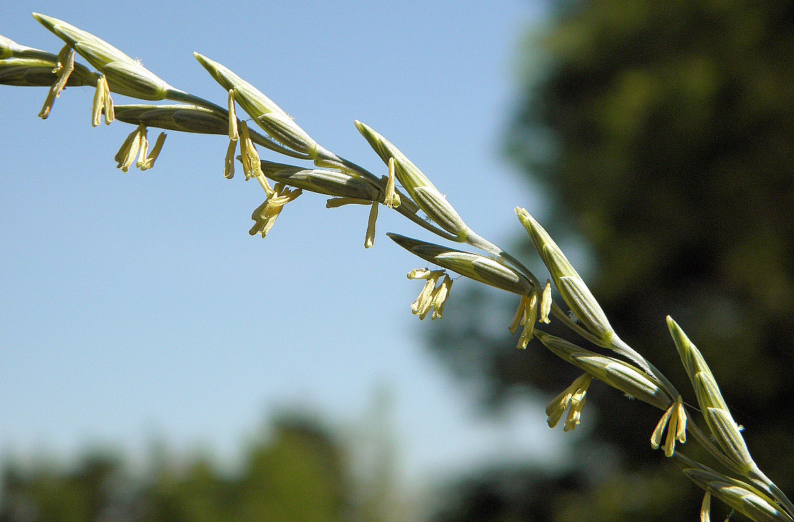 Image of Elytrigia intermedia specimen.