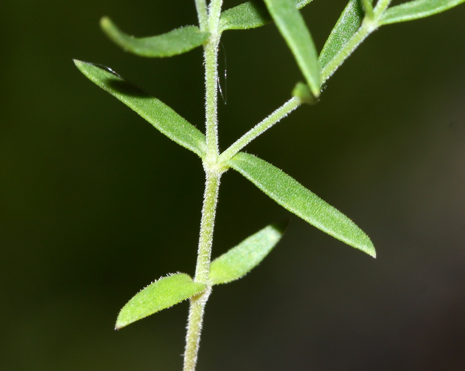 Image of Gypsophila violacea specimen.