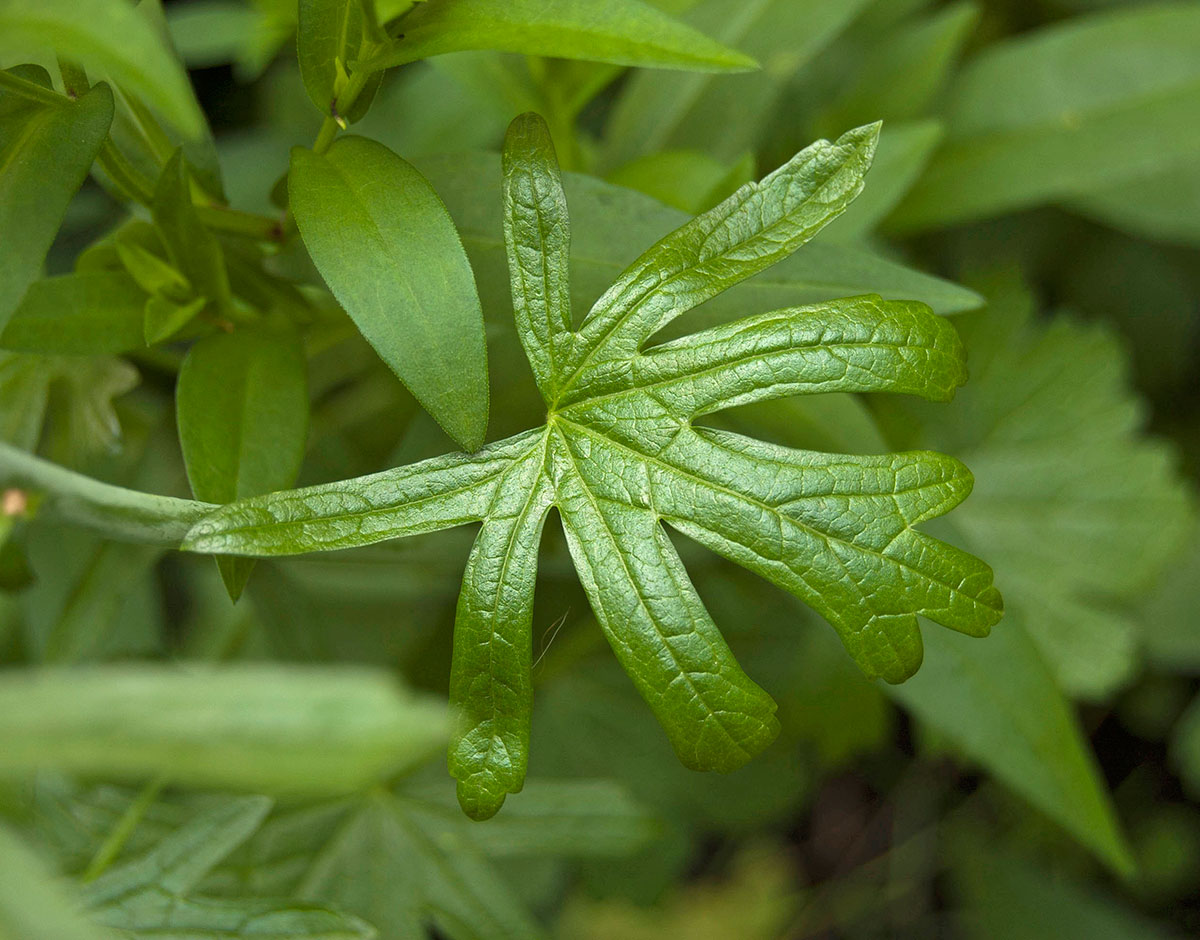 Изображение особи Sidalcea malviflora.