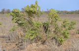 Salsola dendroides