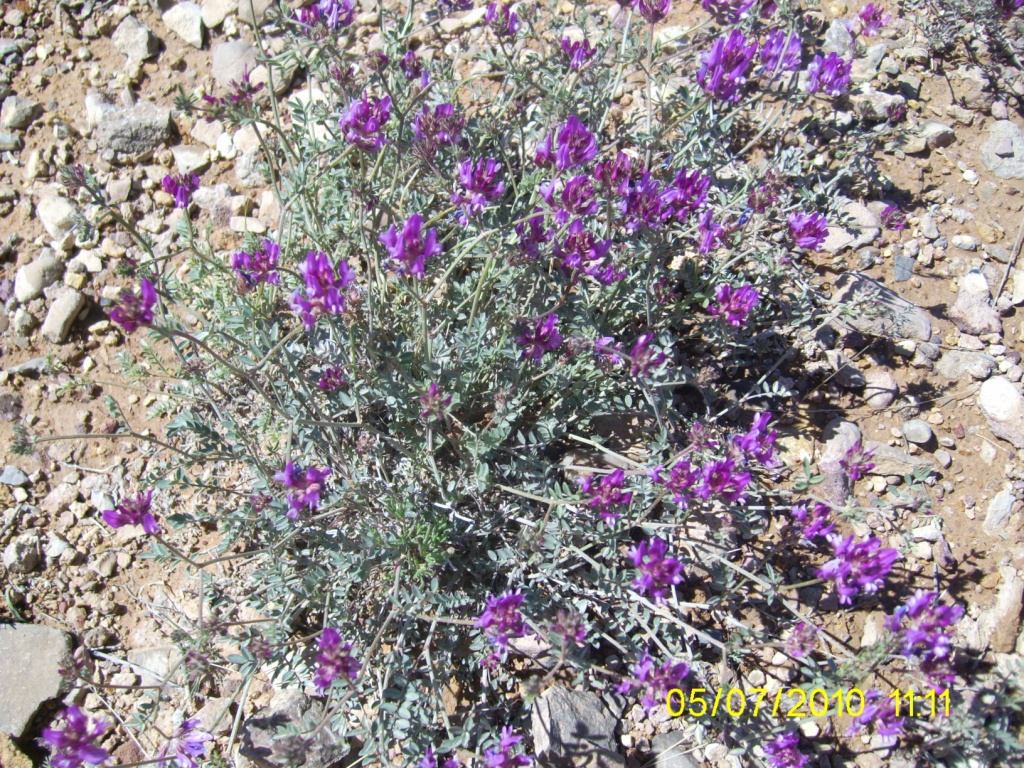 Image of genus Astragalus specimen.