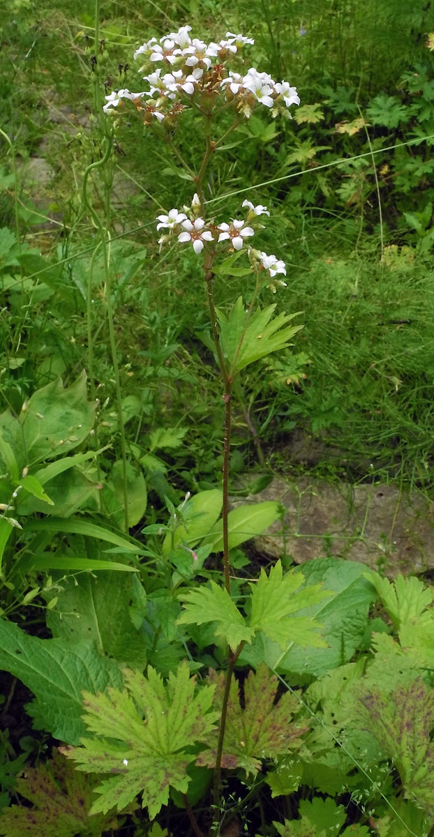 Изображение особи Boykinia aconitifolia.