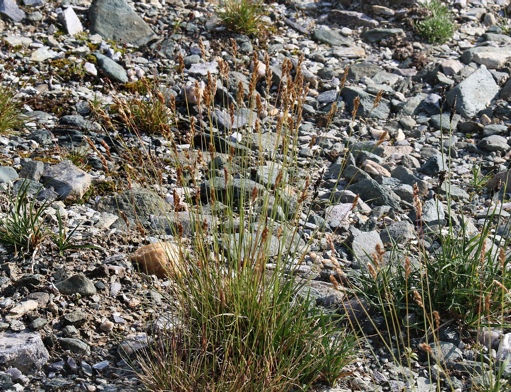 Image of Hierochloe alpina specimen.