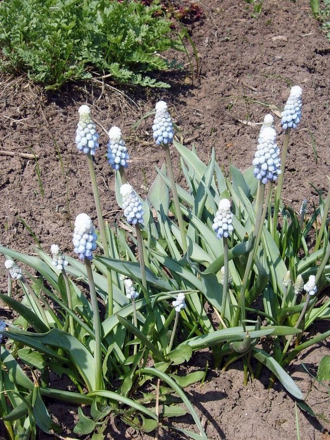 Image of genus Muscari specimen.