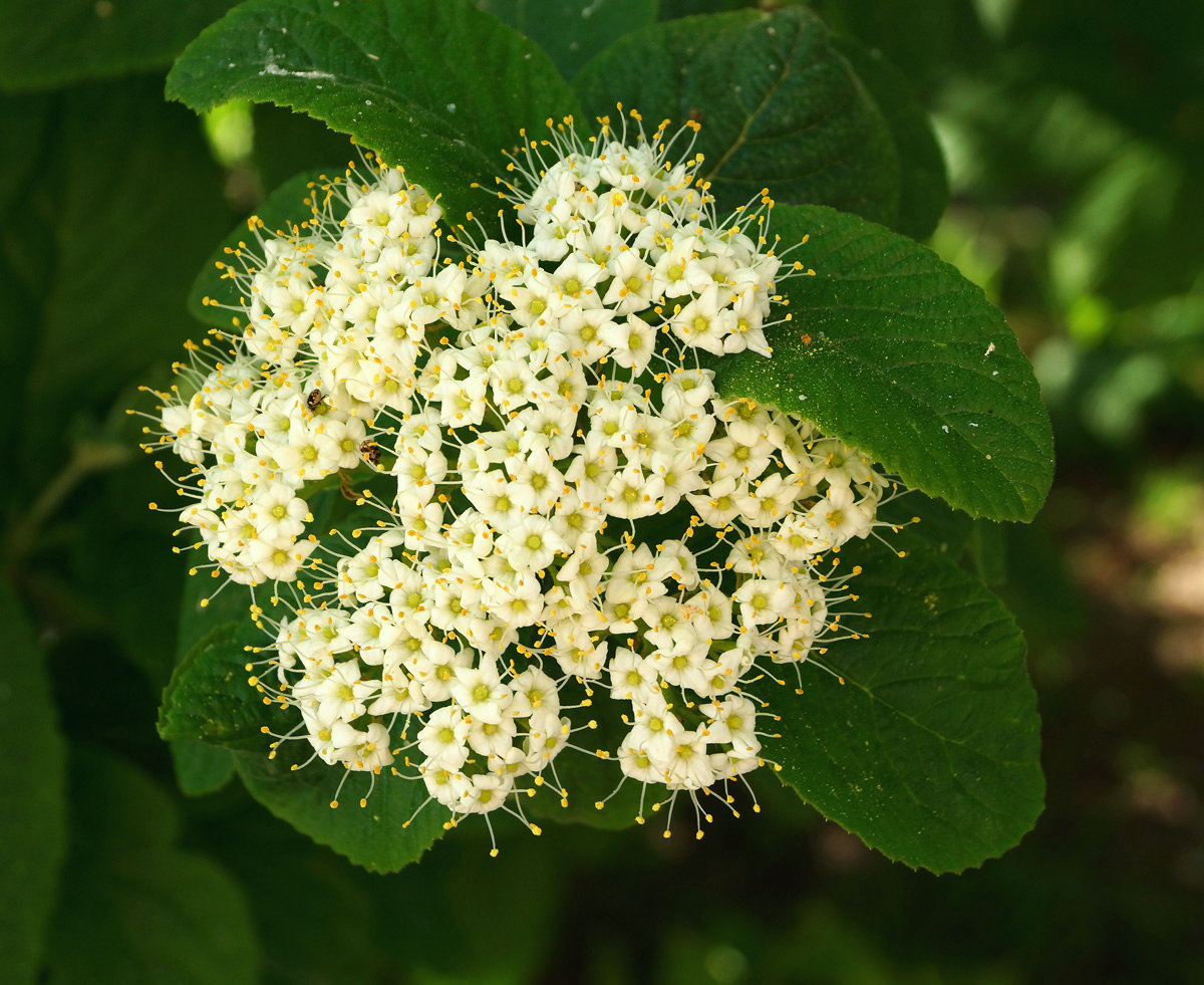 Изображение особи Viburnum lantana.