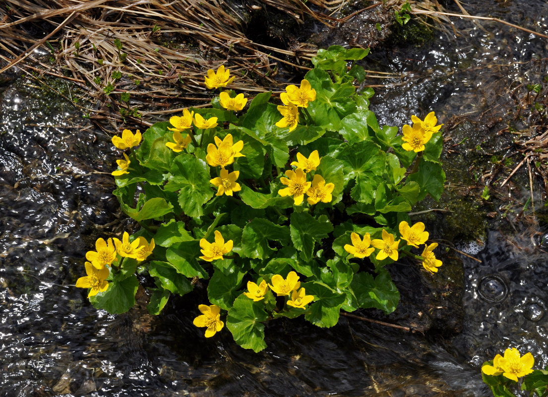 Image of Caltha polypetala specimen.