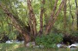 Betula tianschanica