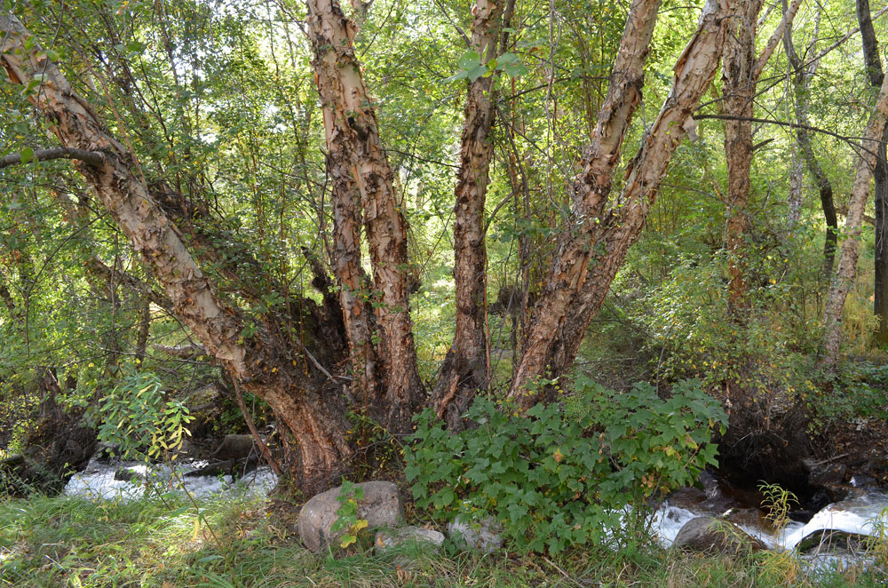 Изображение особи Betula tianschanica.