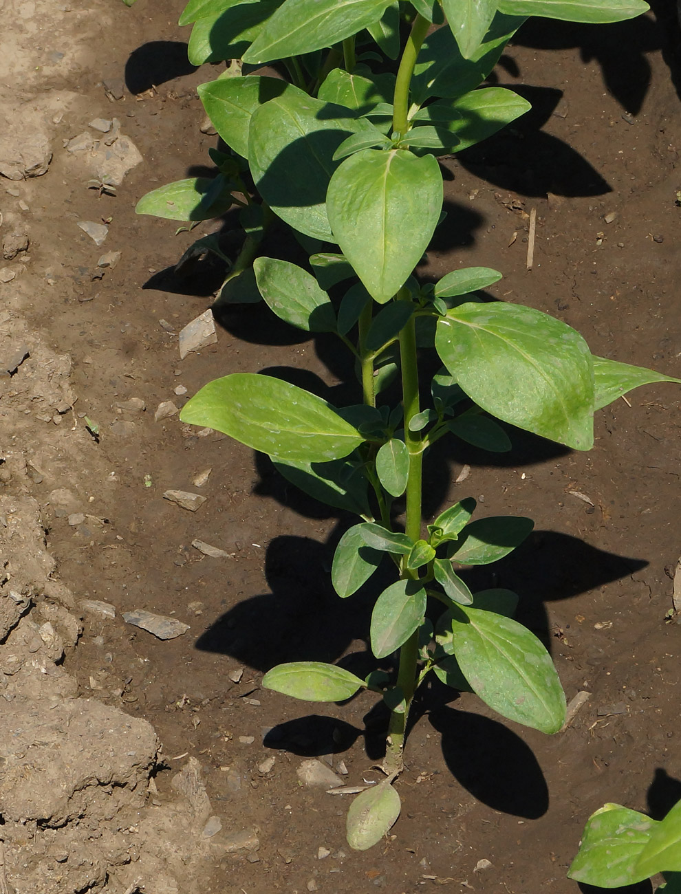 Image of Antirrhinum majus specimen.