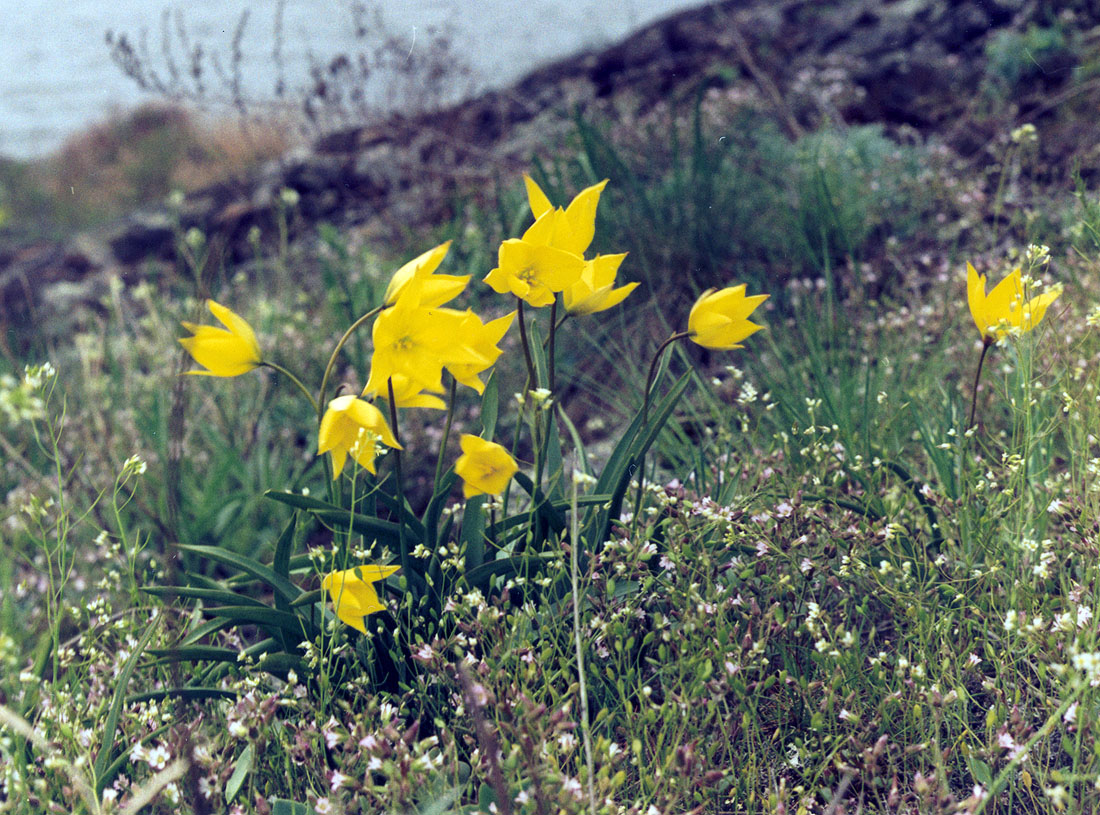 Изображение особи Tulipa ophiophylla ssp. bestashica.