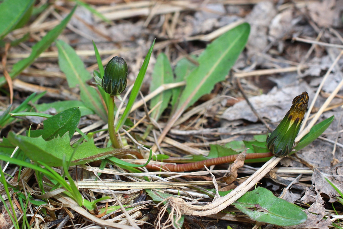 Image of Taraxacum pseudomurbeckianum specimen.