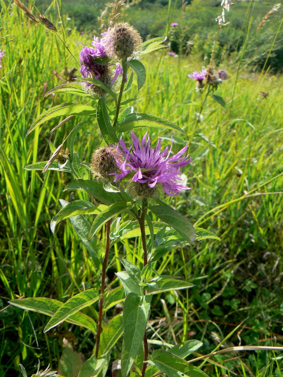 Image of Centaurea pseudophrygia specimen.