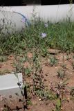 Смотреть изображение Lactuca tatarica