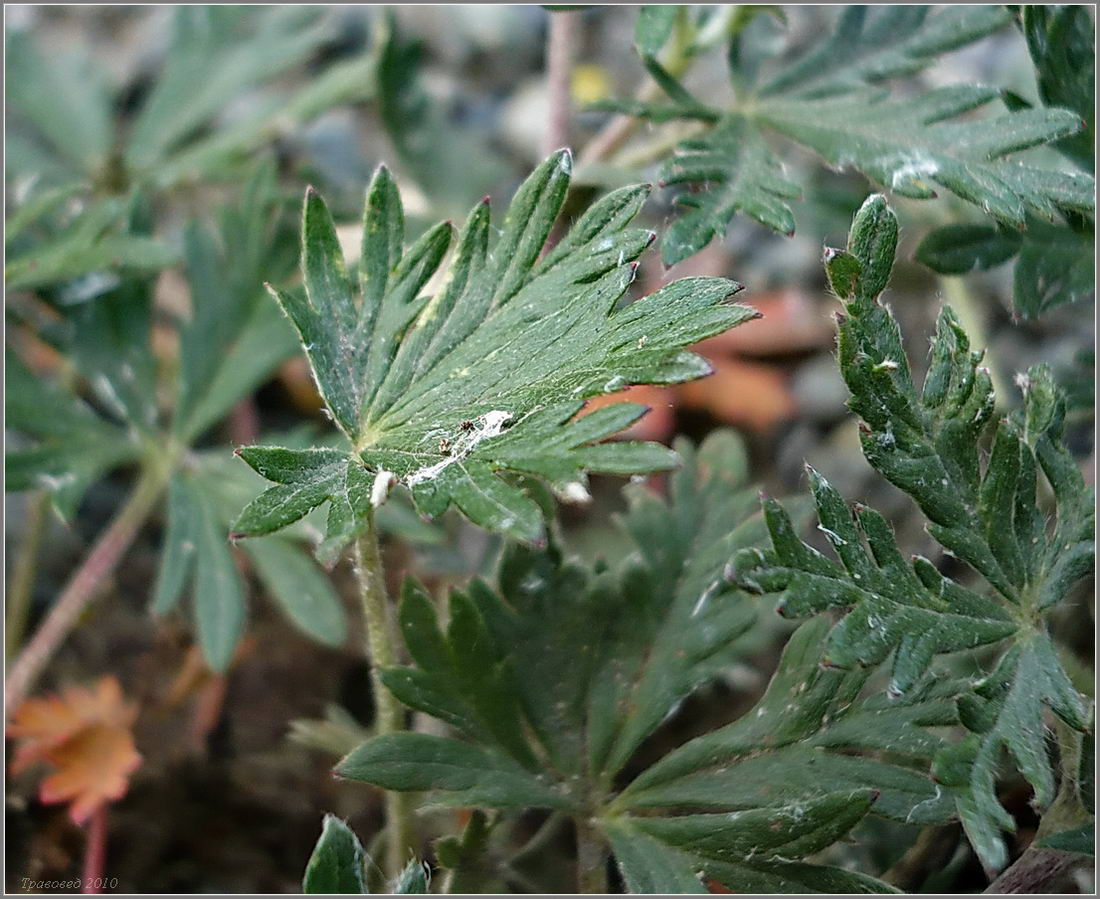 Image of Potentilla argentea specimen.