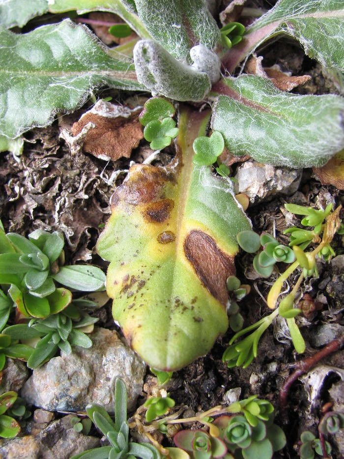 Image of Tephroseris karjaginii specimen.