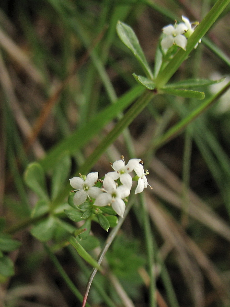 Image of Galium saxatile specimen.