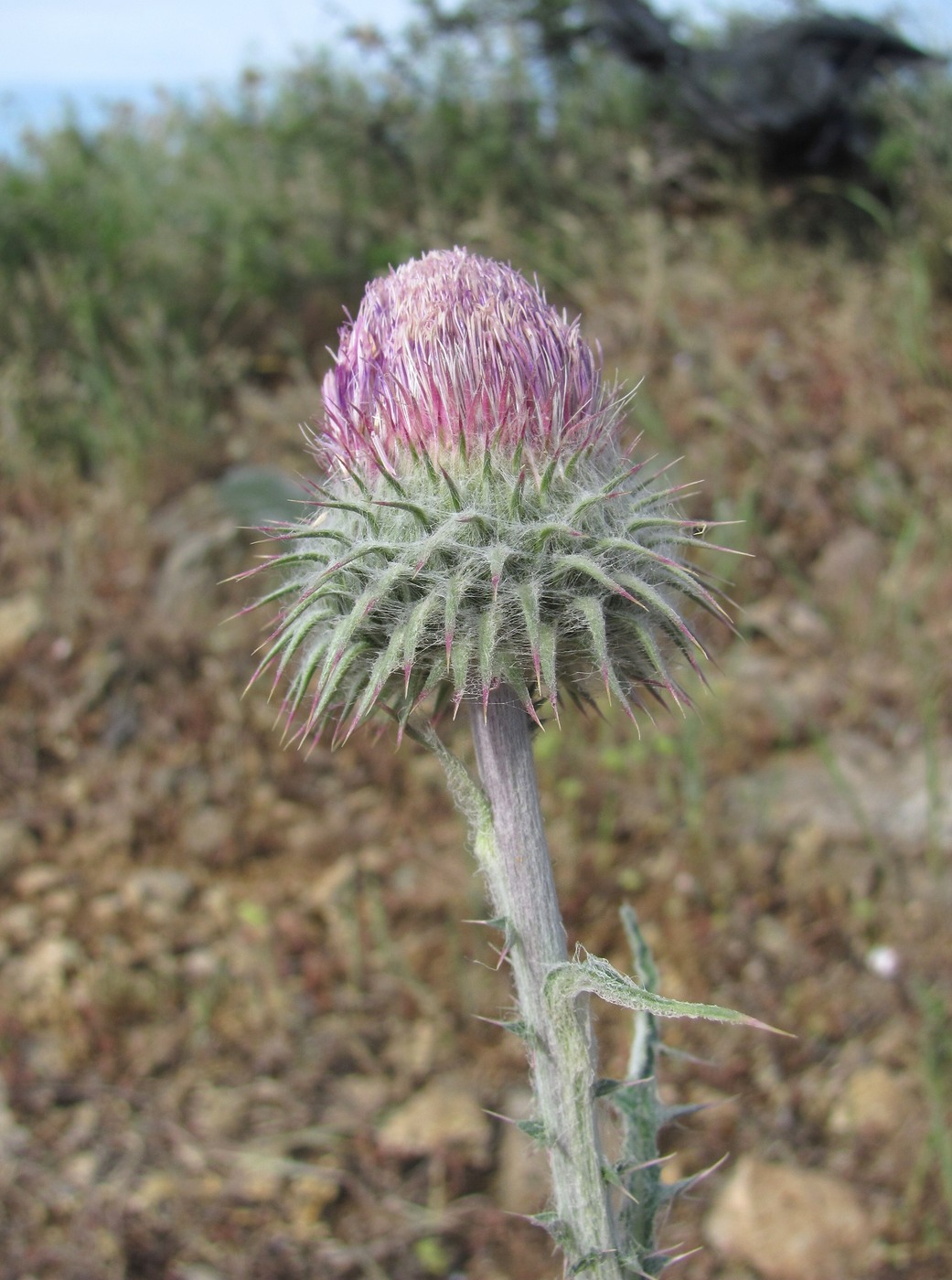 Image of Carduus uncinatus specimen.