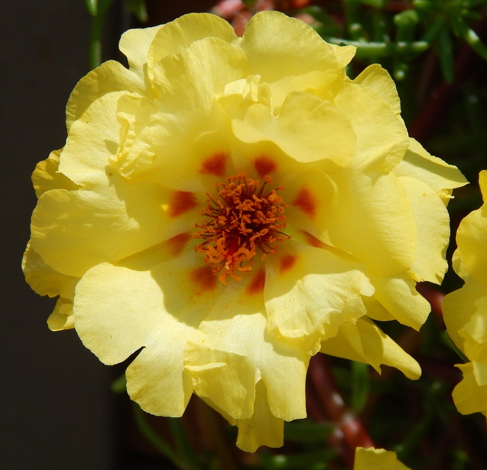 Изображение особи Portulaca grandiflora.