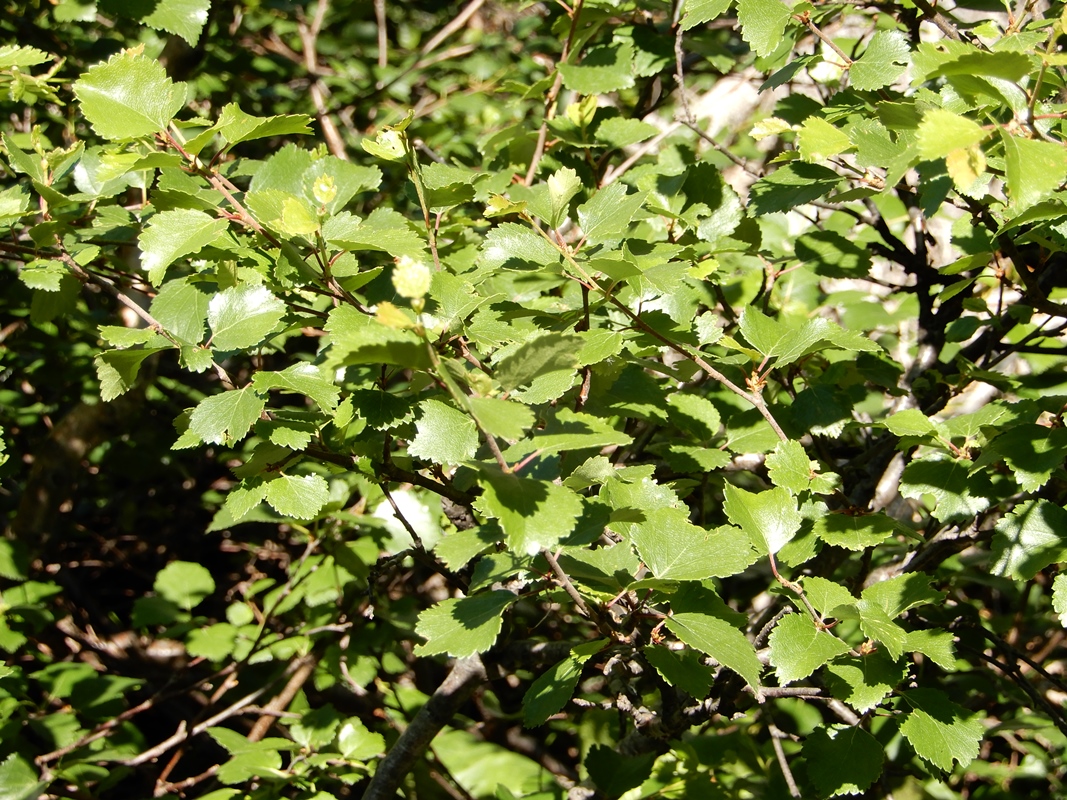 Image of Betula humilis specimen.