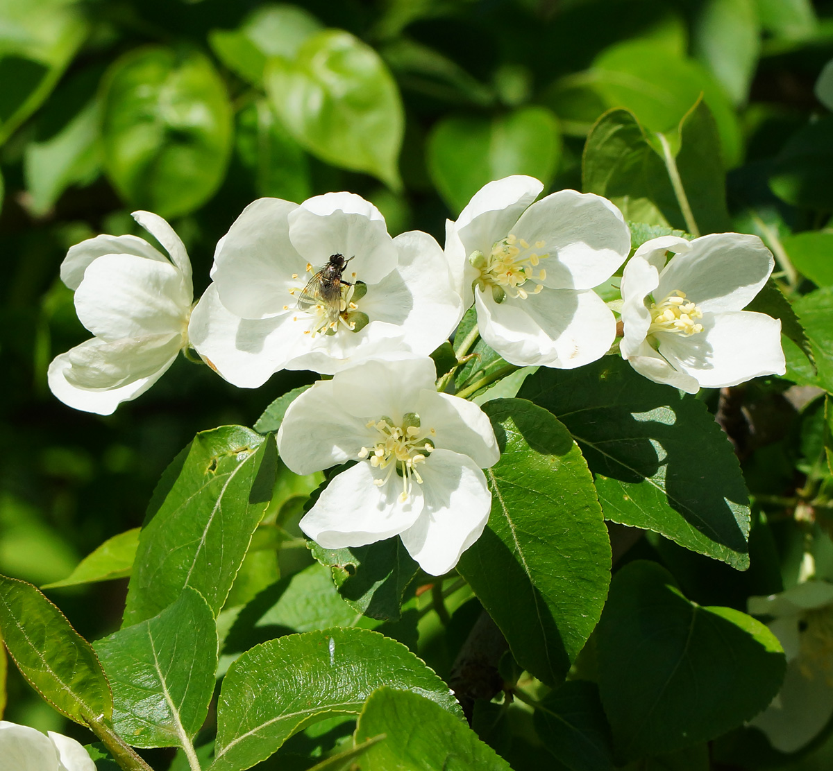 Image of Malus prunifolia specimen.