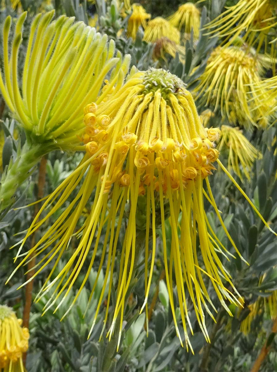 Image of Leucospermum reflexum specimen.