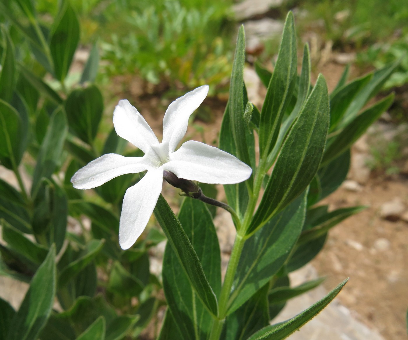 Image of Vinca erecta specimen.