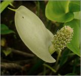 Calla palustris. Соцветие. Чувашия, окр. г. Шумерля, пойма р. Паланка, садовое товарищество. 18 июня 2010 г.