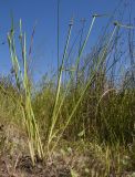 Schoenoplectiella mucronata. Цветущее растение. Краснодарский край, Абинский р-н, окр. станицы Эриванская, подтопляемое место на берегу р. Абин. 09.08.2015.