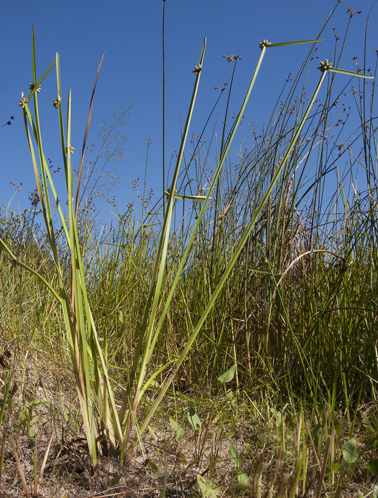 Image of Schoenoplectiella mucronata specimen.