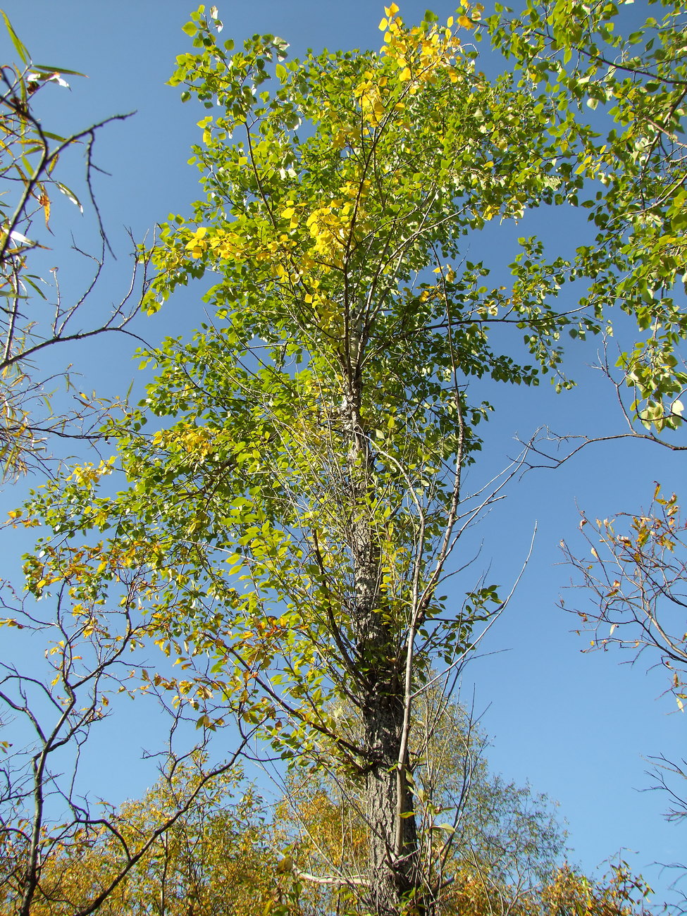 Изображение особи Populus laurifolia.