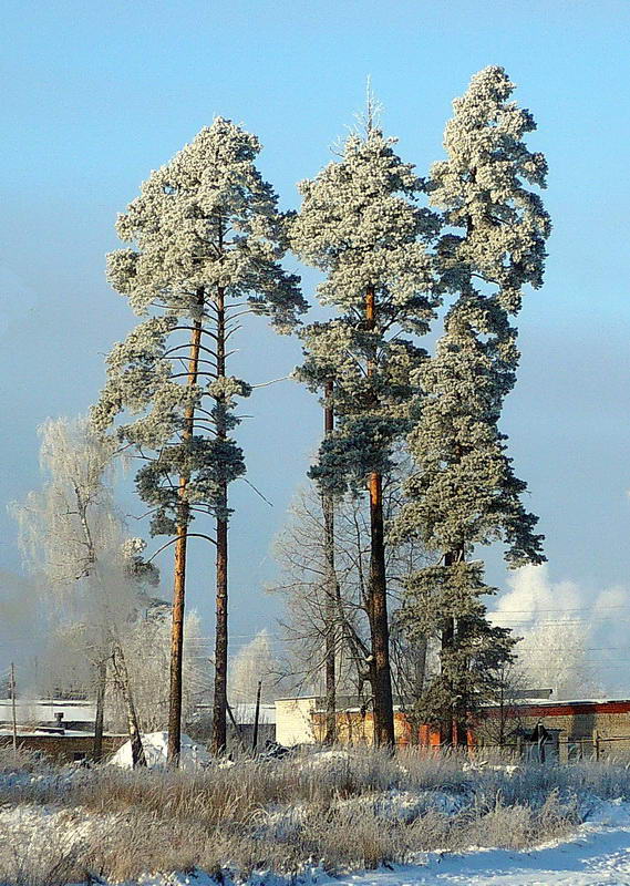 Image of Pinus sylvestris specimen.