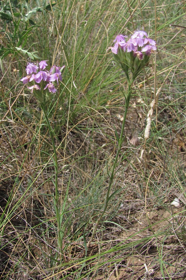 Изображение особи Dianthus pseudarmeria.
