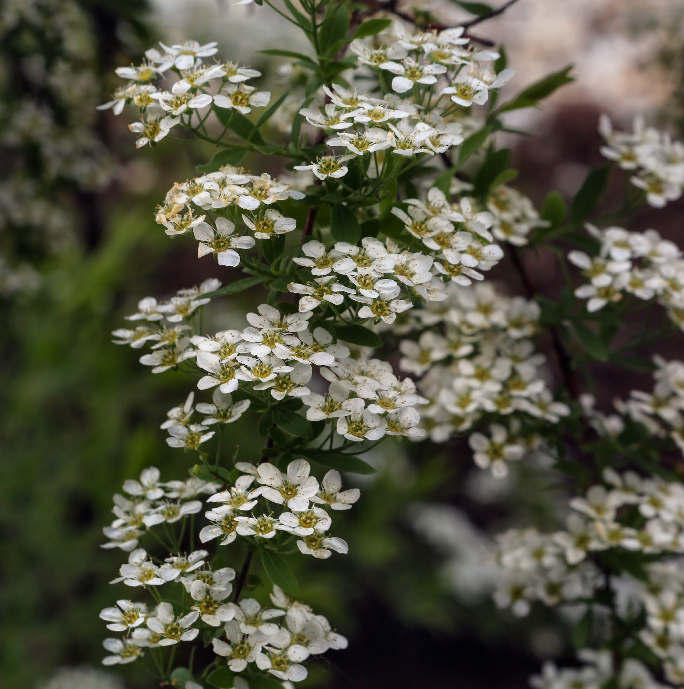 Image of Spiraea &times; cinerea specimen.