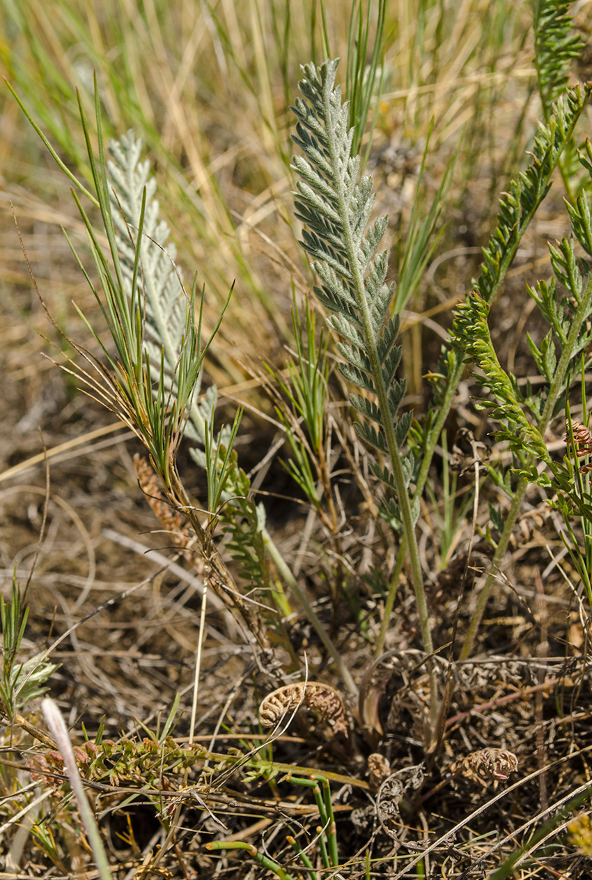 Image of Tanacetum kittaryanum specimen.