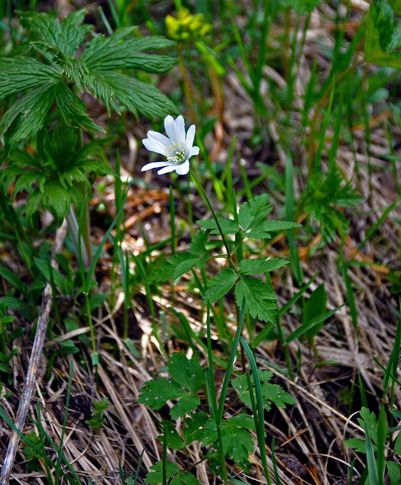 Изображение особи Anemone altaica.