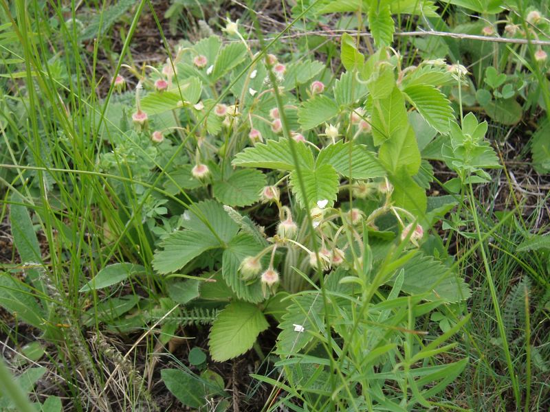 Изображение особи Fragaria campestris.