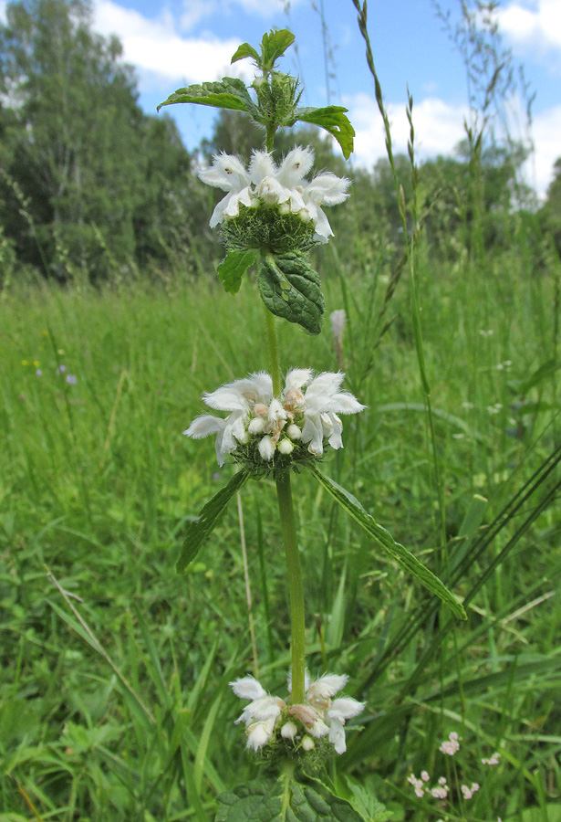 Image of Phlomoides tuberosa specimen.