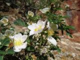 Rosa nanothamnus