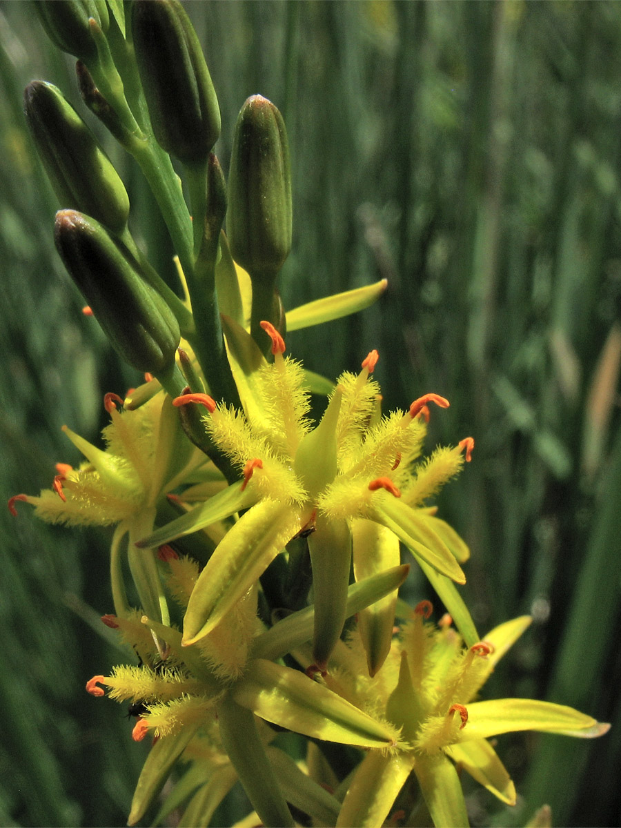 Image of Narthecium ossifragum specimen.