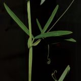 Смотреть изображение Lathyrus pilosus