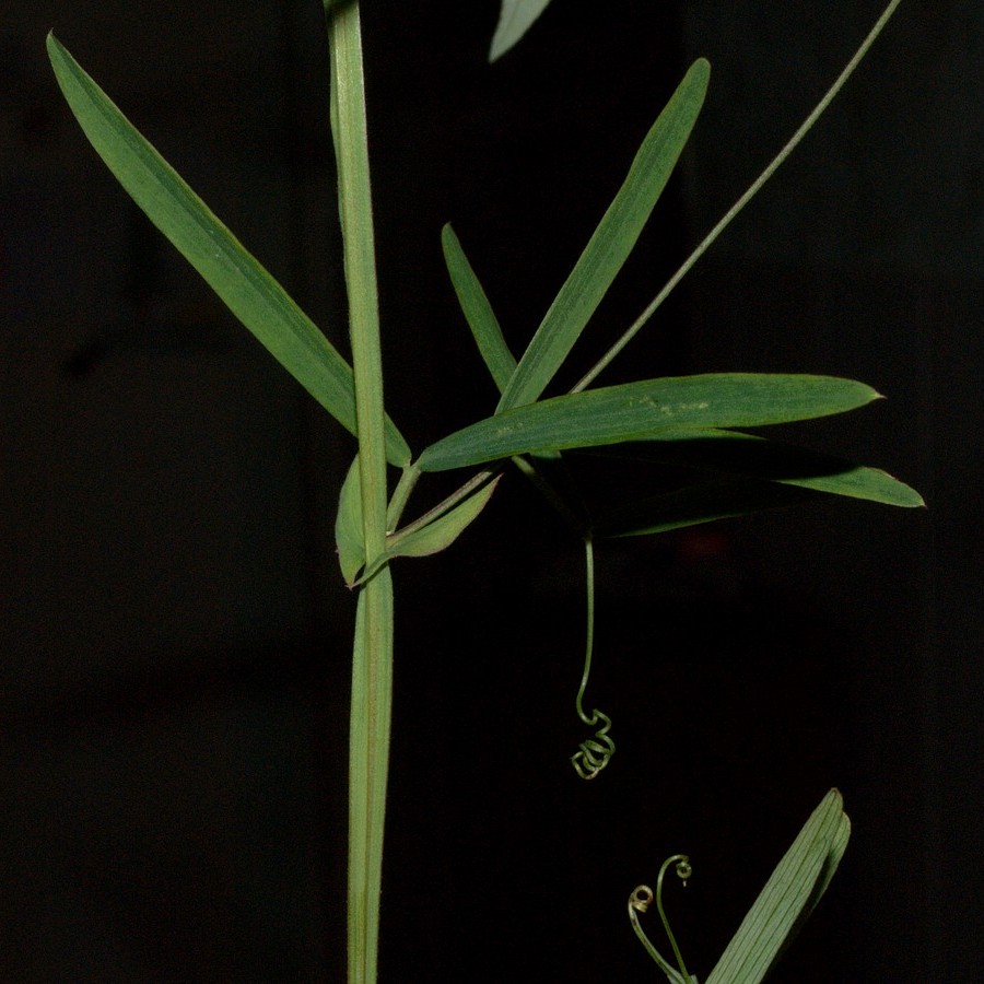 Image of Lathyrus pilosus specimen.