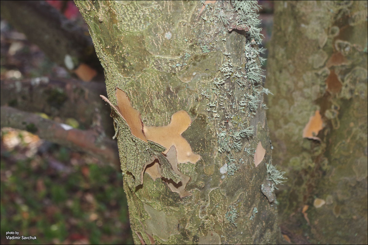 Image of Parrotia persica specimen.