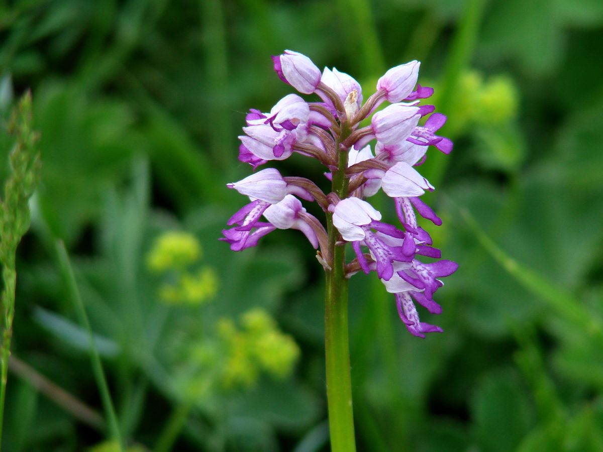 Изображение особи Orchis militaris.