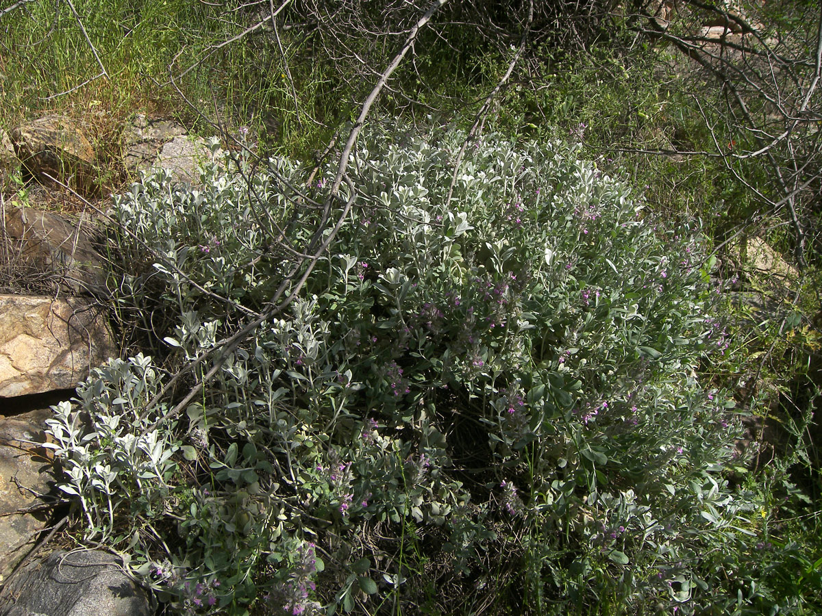 Image of Stachys stschegleewii specimen.