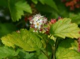 Physocarpus opulifolius