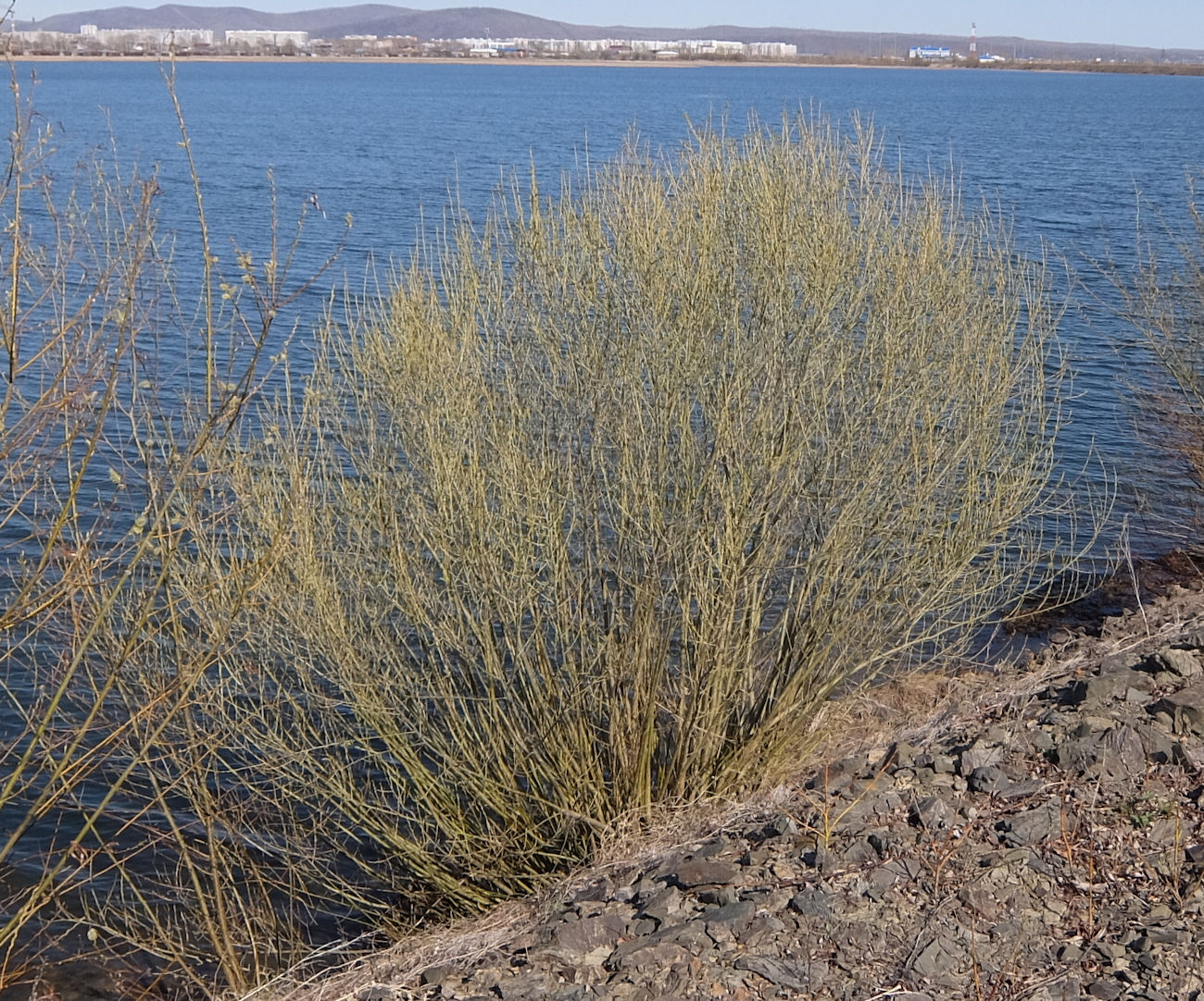 Image of Salix miyabeana specimen.