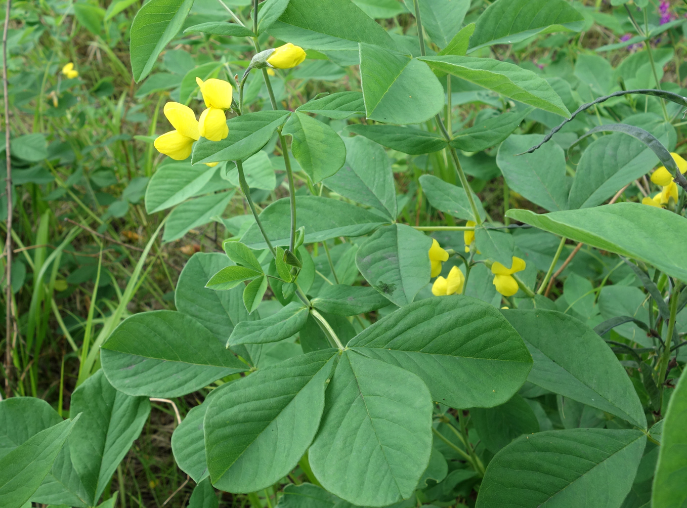 Image of Thermopsis lupinoides specimen.